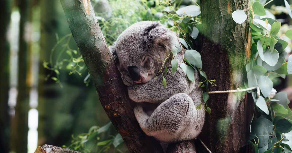 Participate in the Moorbaool Koala Count
